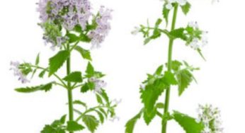 Plantas para desaparecer a los mosquitos que invaden tu casa