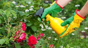 Cómo proteger las plantas de las plagas con productos ecológicos
