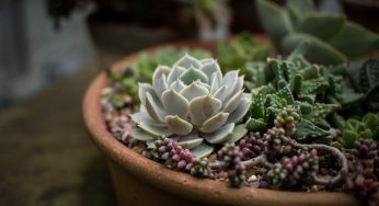 Suculentas: 3 recomendaciones para iniciar sus cuidados