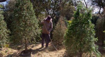Árboles de Navidad rentados volverán a los bosques de la CDMX