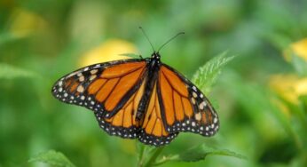 Visita a las Mariposa Monarca antes de que acabe la temporada